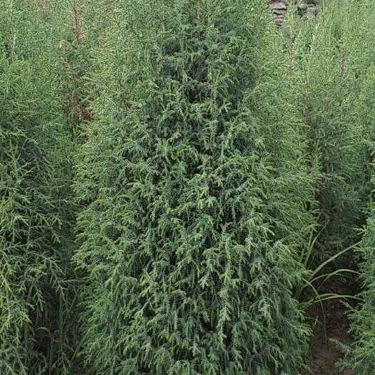 武威河南桧柏   圆柏，产地直发，物美价廉，可开发票