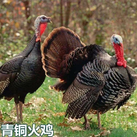 南宁 青铜火鸡苗，成活高，包打颈苗