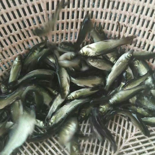 铜仁 草鱼苗，鲫鱼苗等各种鱼苗