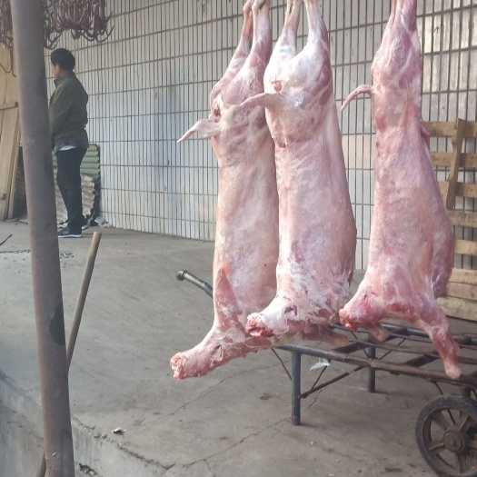 羊肉类  烧烤全羊，鲜货、冷货