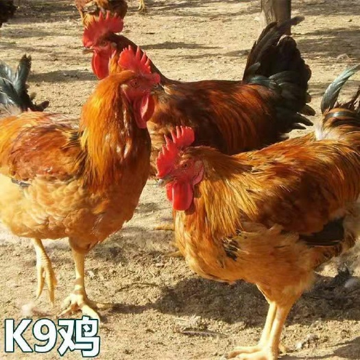 南宁 k9鸡苗，成活高。包打预苗