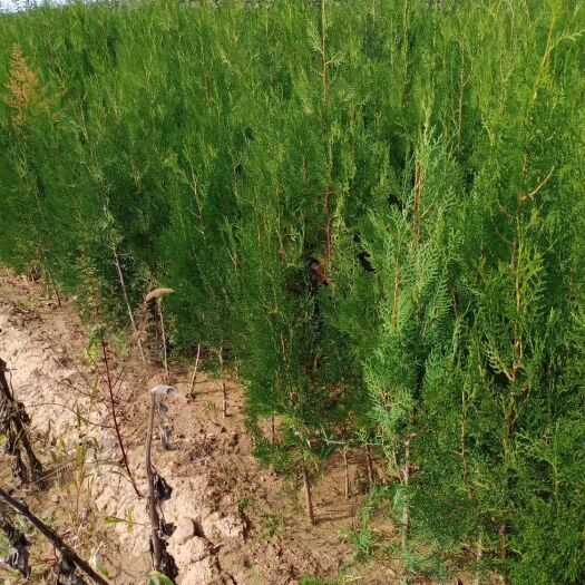 绛县 侧柏杯苗，营养杯侧柏苗，定植侧柏，规格齐全
