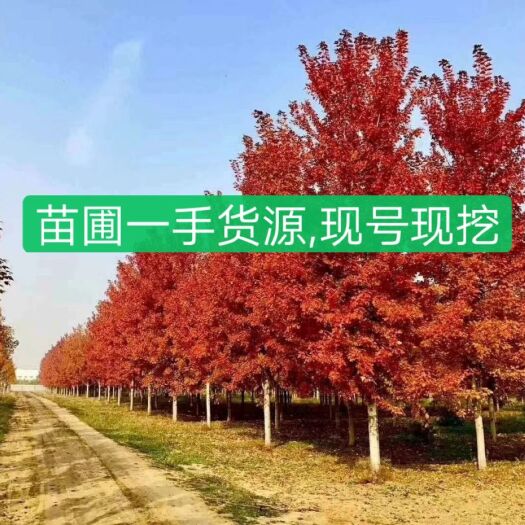 邳州市美国红枫苗  大量供应5/8/10/12/15/20公分美国红枫