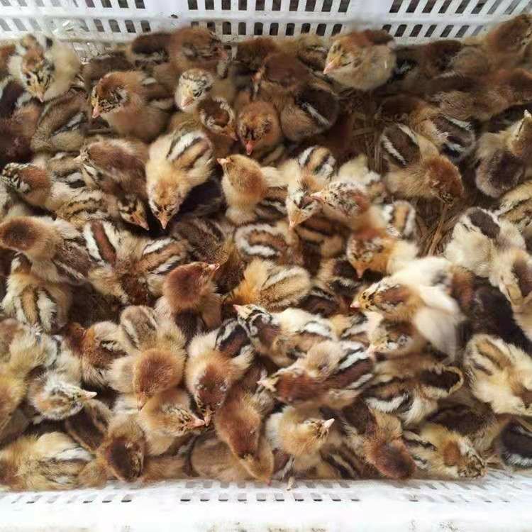 清远2号麻鸡苗 清远麻鸡草，成活高，包打预苗