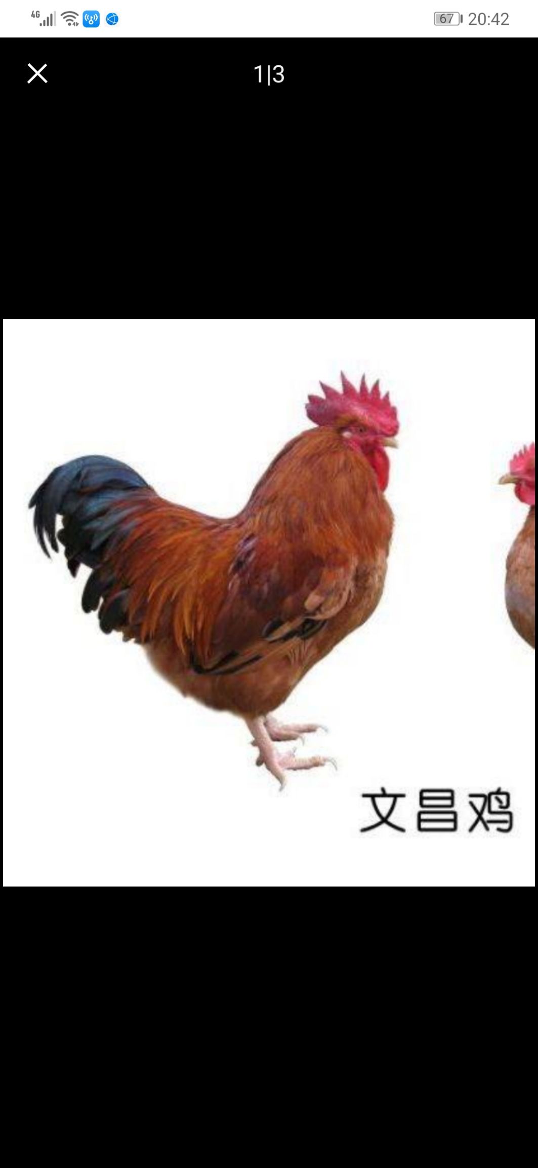  文昌鸡苗，包打疫苗，包活到家，诚信孵化场