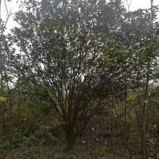 简阳市普通柚树苗 精品香泡（胡柚）树
