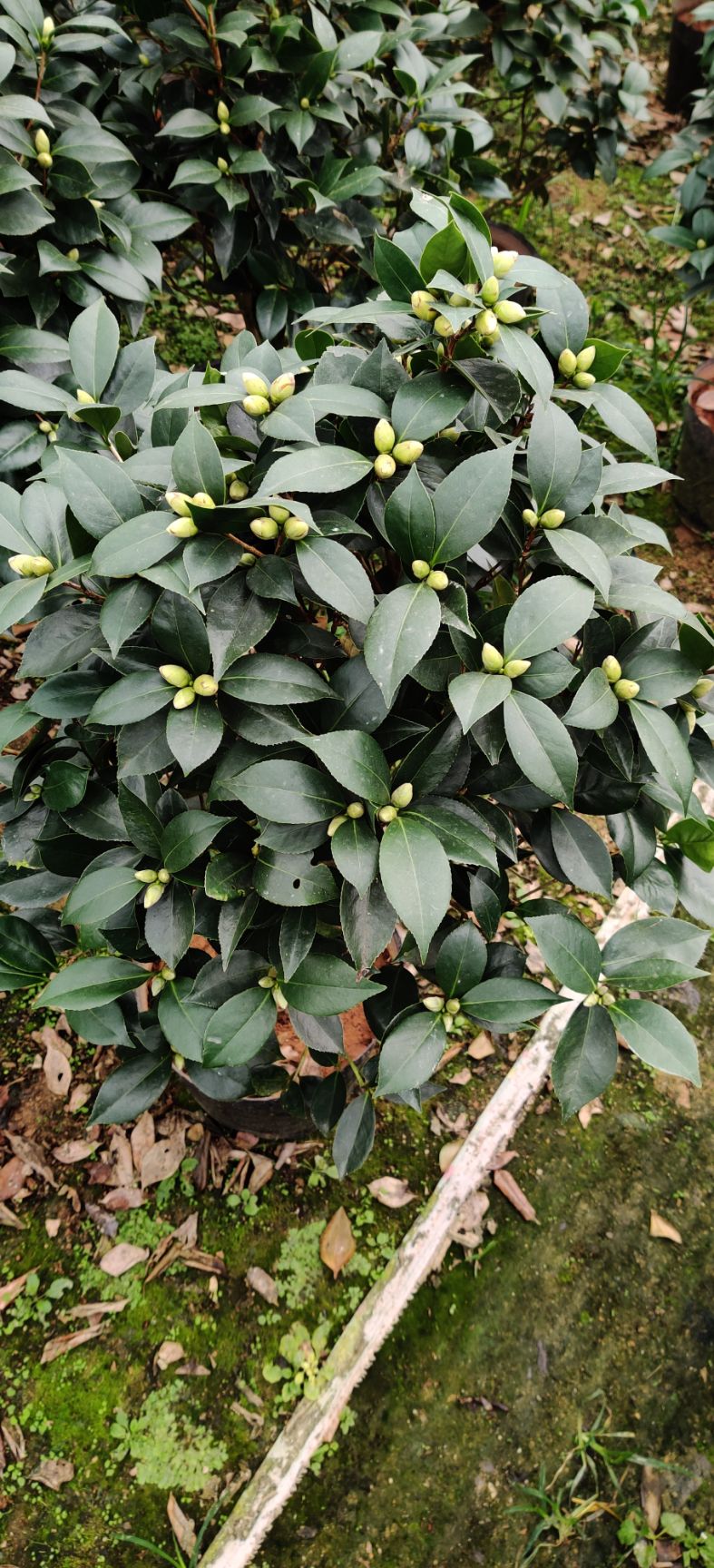 茶花树  茶花基地批发 五色赤丹 香茶花 赤丹多种品种茶花带花苞茶花