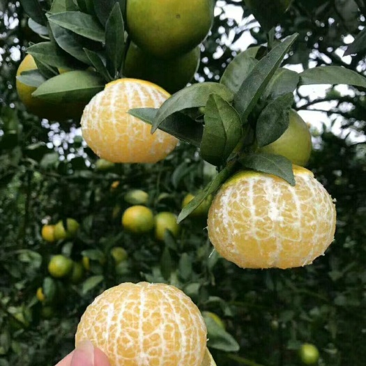 上林县 贡桔