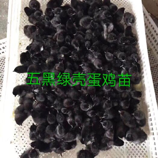 五黑绿壳蛋鸡苗：黑毛，黑冠，黑肉，黑骨，黑内脏下绿壳蛋。