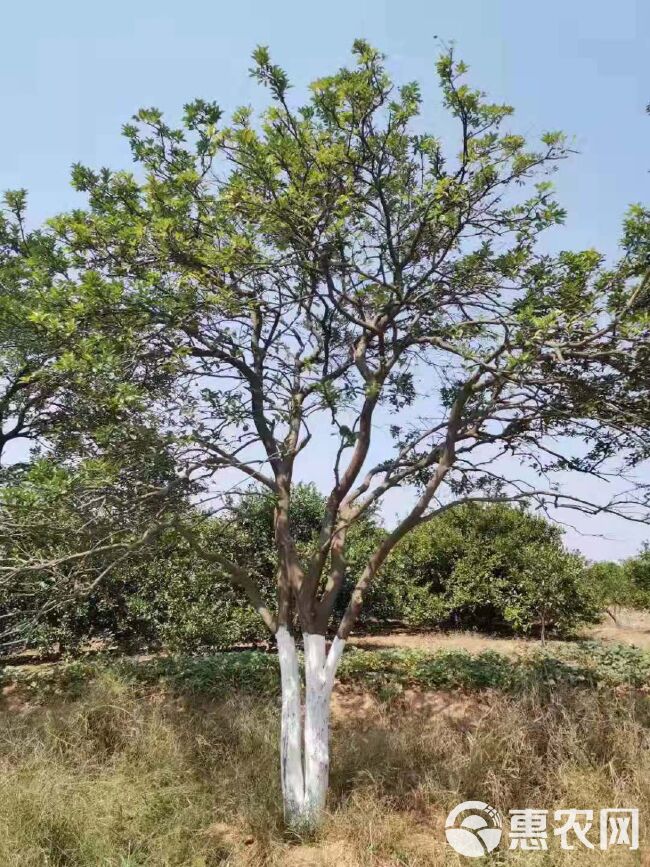 香橼树 丛生香泡