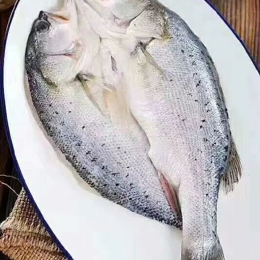  五星味道鲈鱼