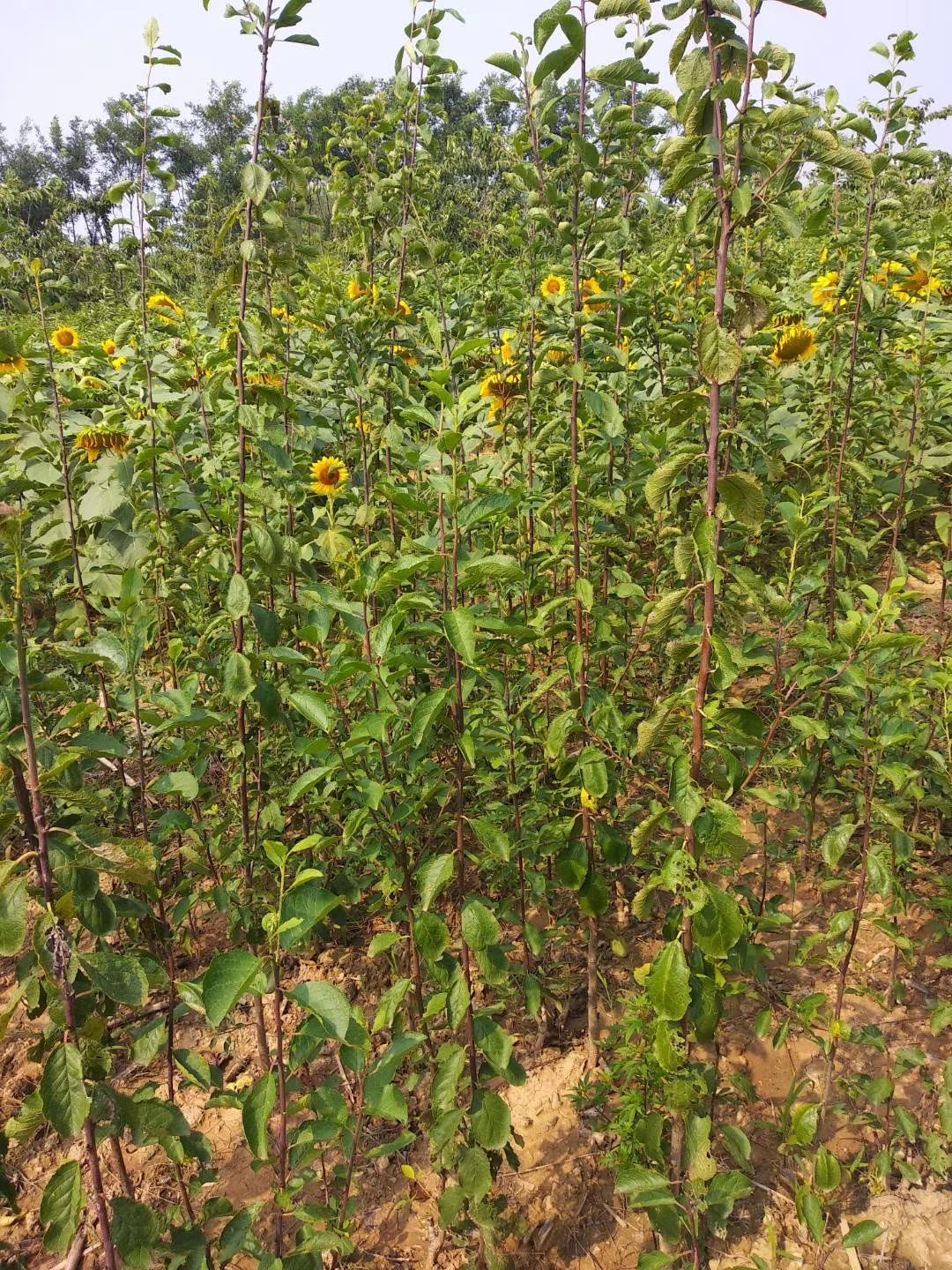 西梅苗 新品种最甜的，糖度最高28远超西梅女神