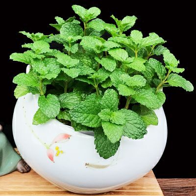 叶县薄荷油 本人有500斤左右，薄荷原油，低价出售！