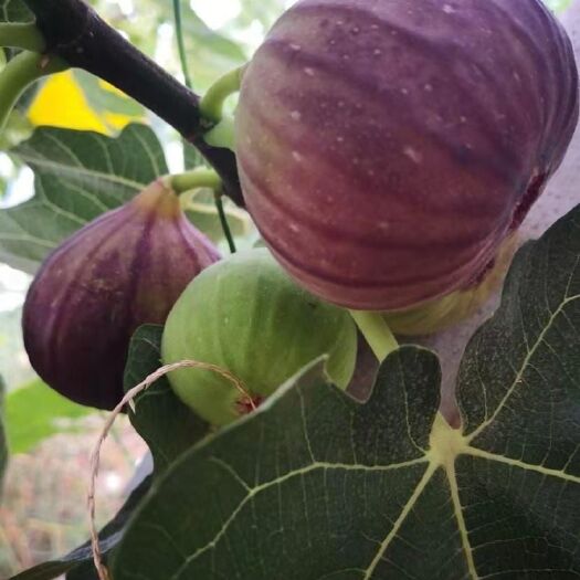  波姬紅無花果苗  基地直銷 現(xiàn)挖現(xiàn)發(fā) 提供技術(shù)指導(dǎo)