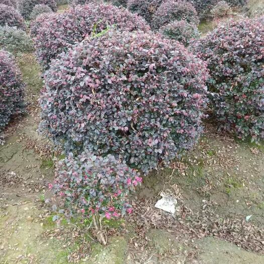 杭州黑珍珠红继木 红花檵木球  黑珍珠