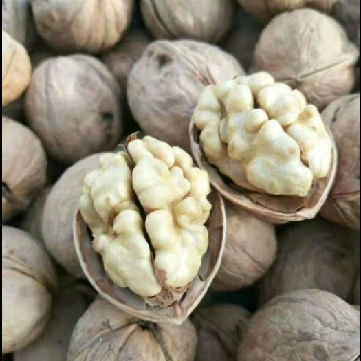 中牟县新疆薄皮核桃，大量批发整吨货源，质量保证，（批发价不包邮）