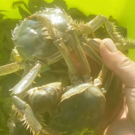 长丰县生态大闸蟹 自产自销肉多饱满，地下水源石塘含富硒无污染养植，质量包证