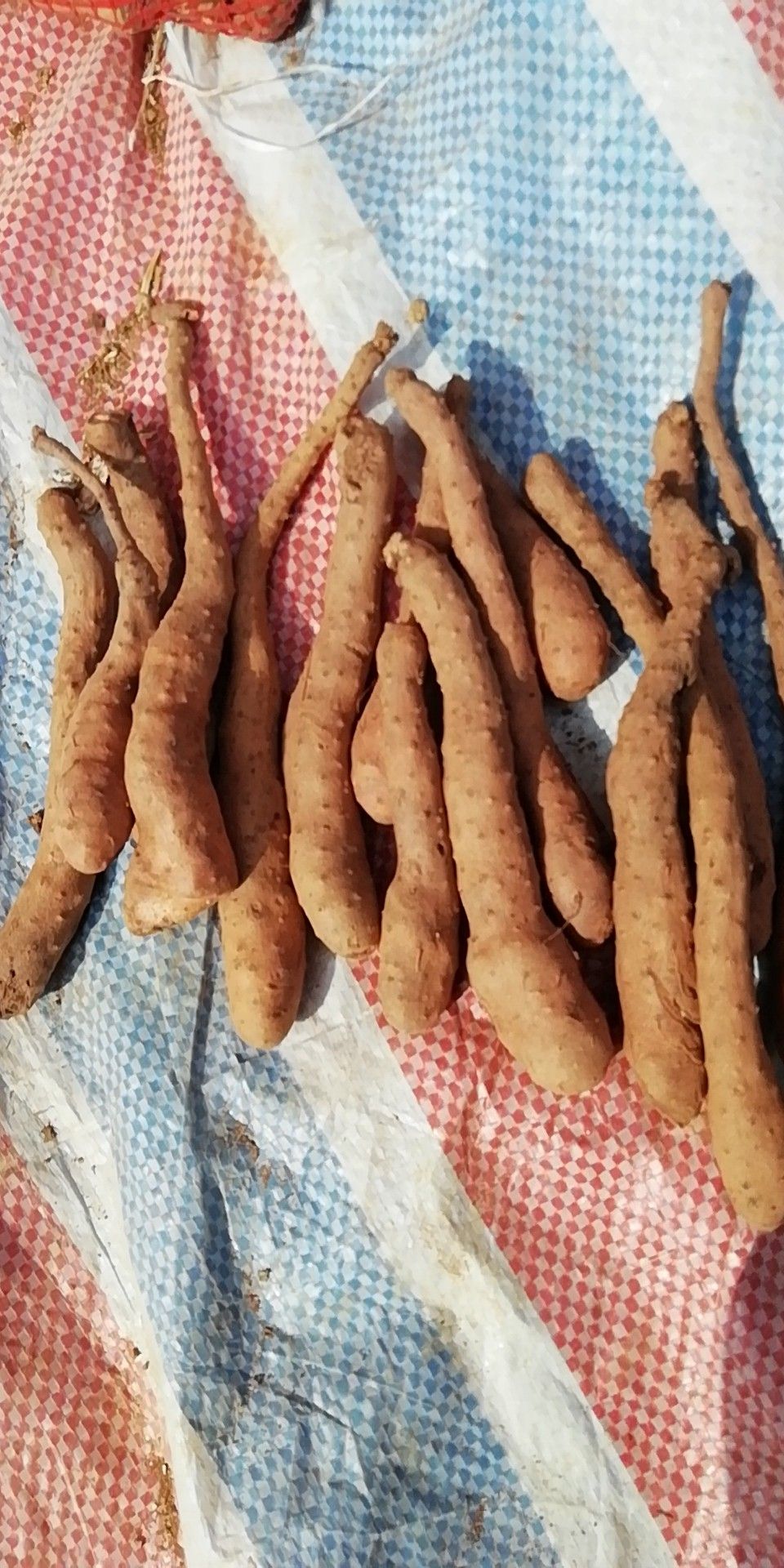  山药苗