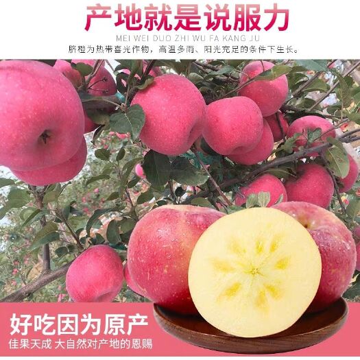 西和县冰糖心苹果  甘肃礼县水晶冰糖心富士苹果