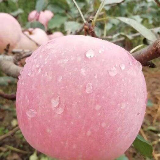 兴平市 陕西苹果