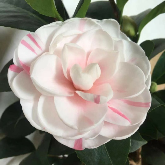 漳平市 名贵品种茶花：乔伊 茶花苗带花苞原盆原土产地发货快递包邮