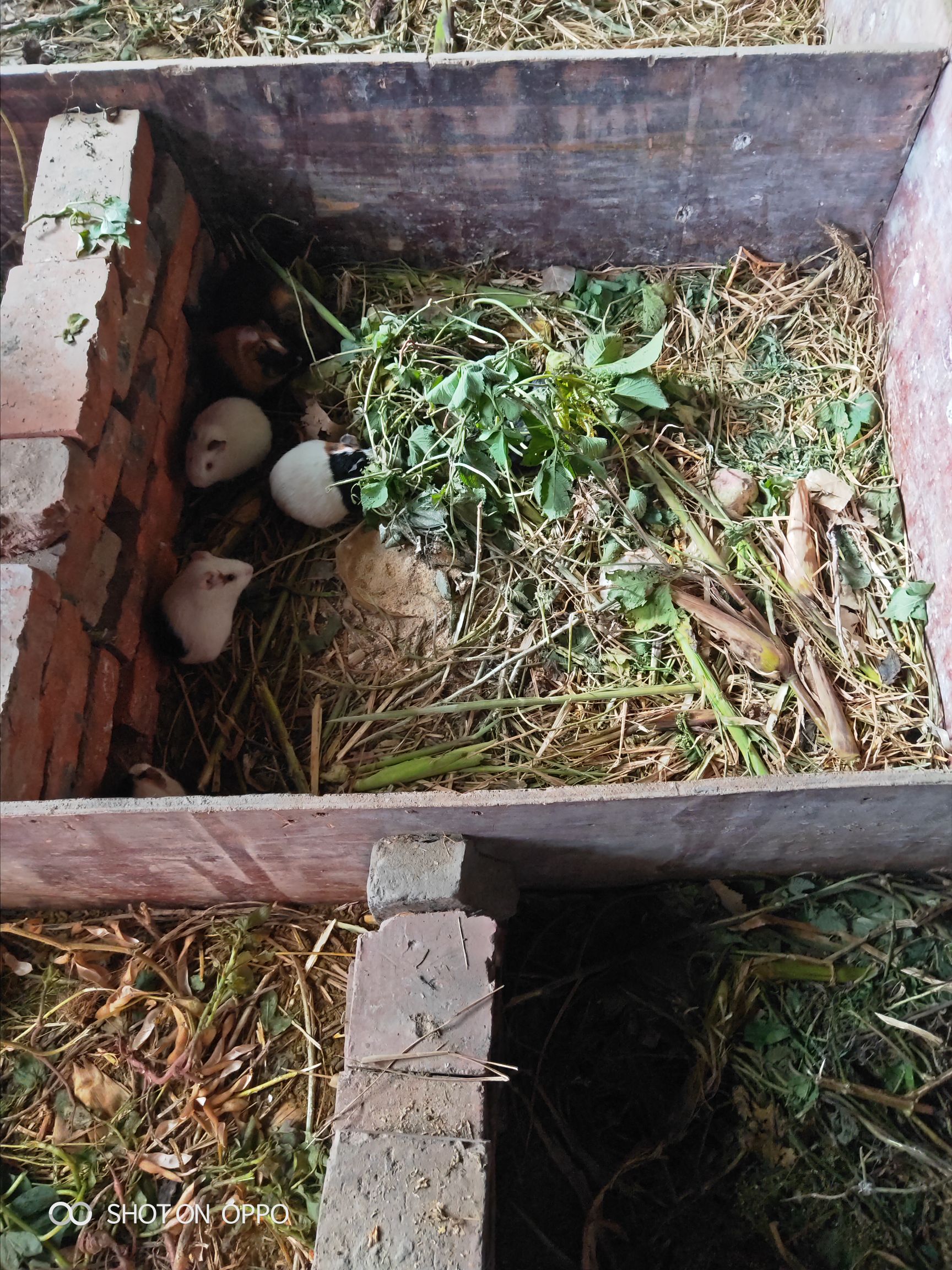 种鼠怀孕宠物豚鼠。宠荷兰猪青年六个月大。1斤左右1斤半左右