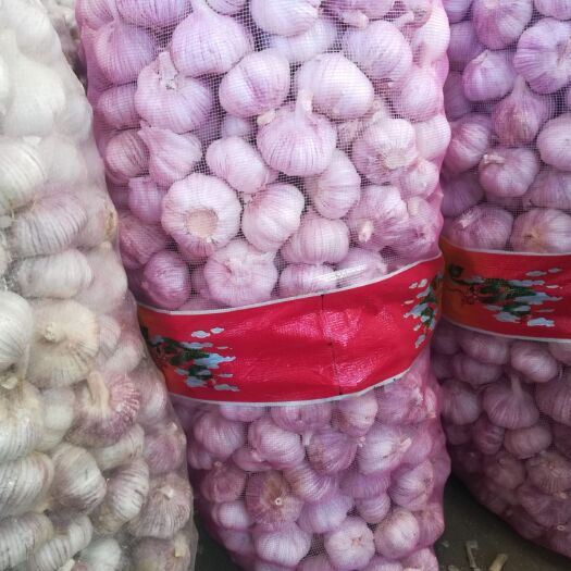 金乡县红皮蒜  大蒜  红皮，紫皮，白皮大蒜，原包，各种精加工包装