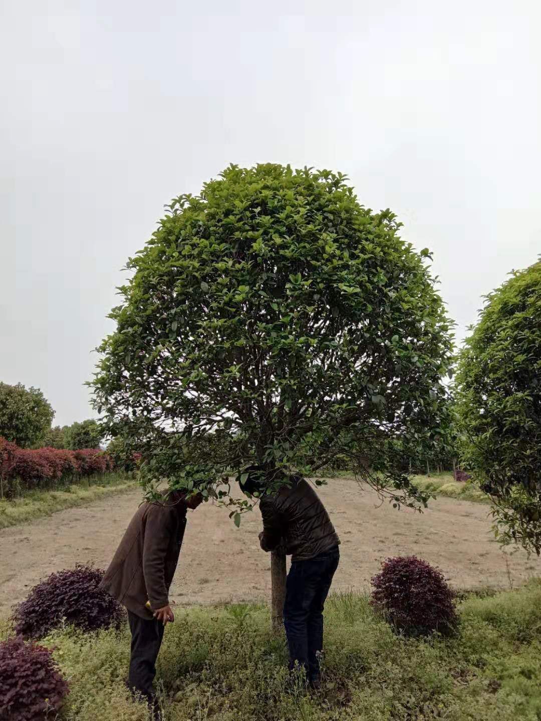 桂花树苗 低价直销精品桂花树，桂花大树，8-----15公分，量大从优