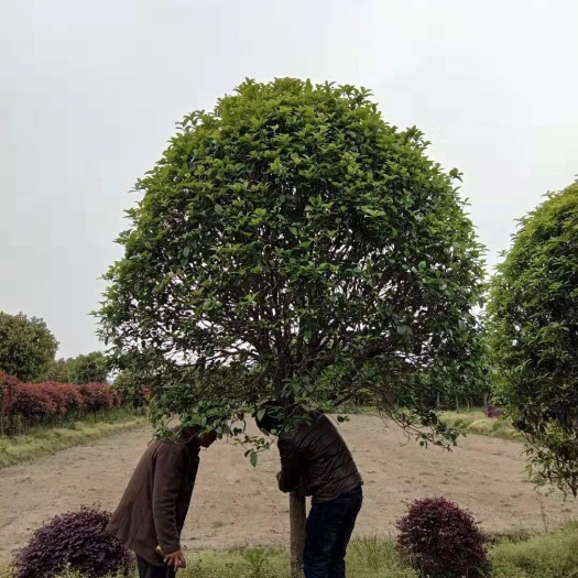 咸宁桂花树苗 低价直销精品桂花树，桂花大树，8-----15公分，量大从优