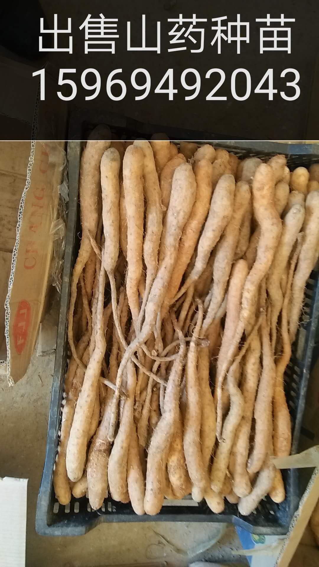  山药苗