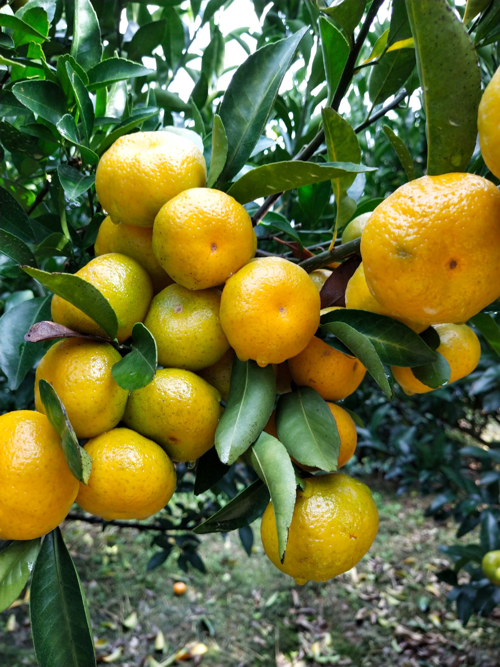 蜜桔 南丰蜜橘已经大量上市了,欢迎实地考察