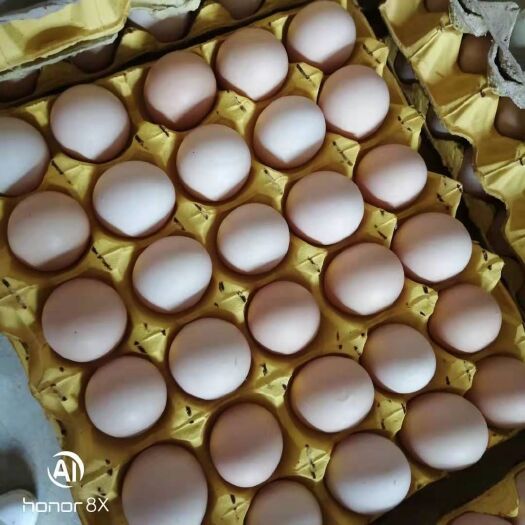 南阳 出售鸡蛋