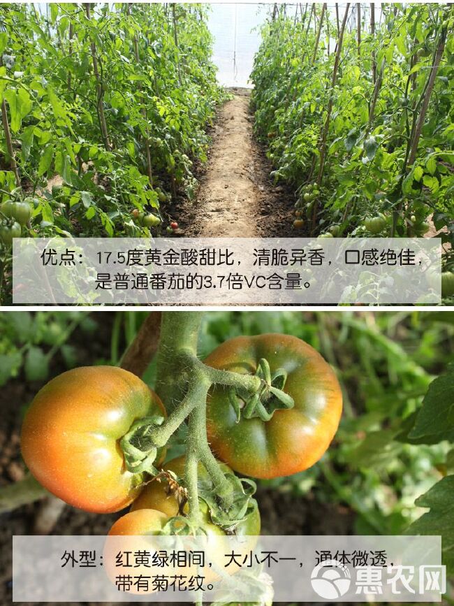  盘锦大洼碱地西红柿
