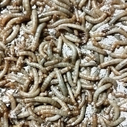 唐县 黄粉虫面包虫1.0cm——2.5cm