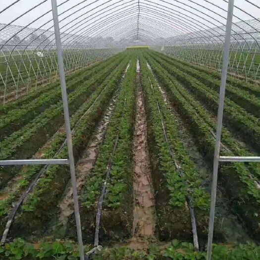 广州大棚管 大棚杆 厂家直销！种植大棚！养殖大棚！
