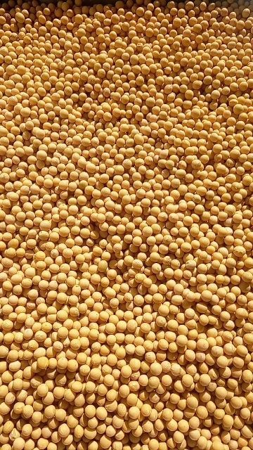 鄂伦春旗黄大豆 生大豆 2等品