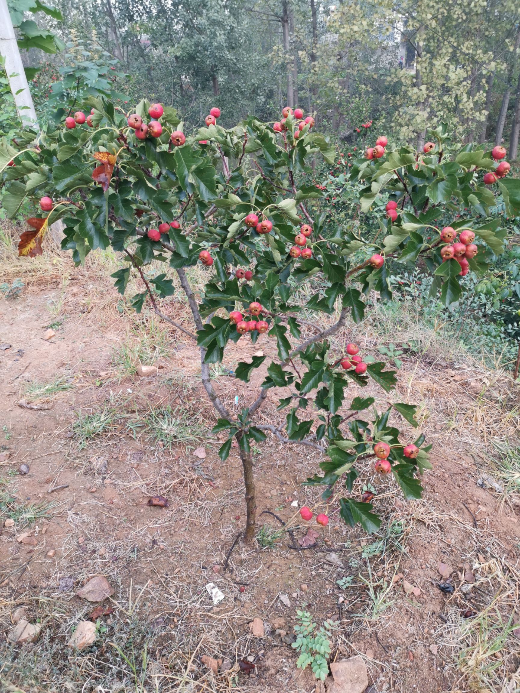 热销山东山楂树苗 当年结果 产量高好种植 提供技术管理指导