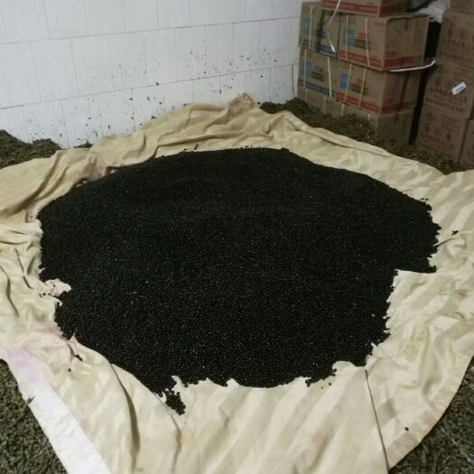 马关县山毛豆种子 山豆根种子