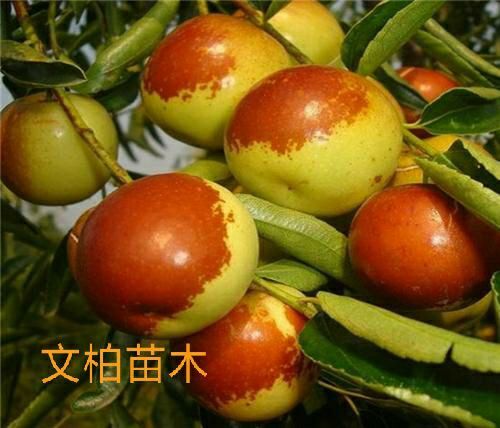 平邑县 冬枣树苗 沾化冬枣苗 大红枣果大脆甜 包成活