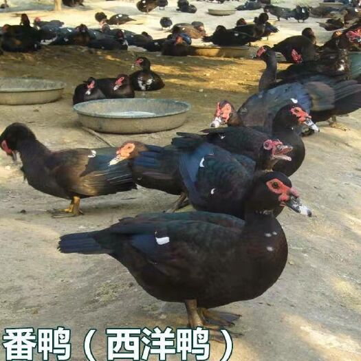 南宁 番鸭苗（西洋鸭）成活高，包打预苗