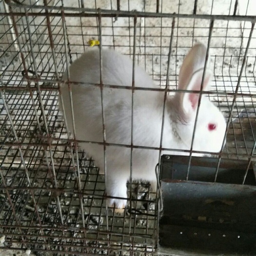 阳江新西兰兔 新西兰种兔
