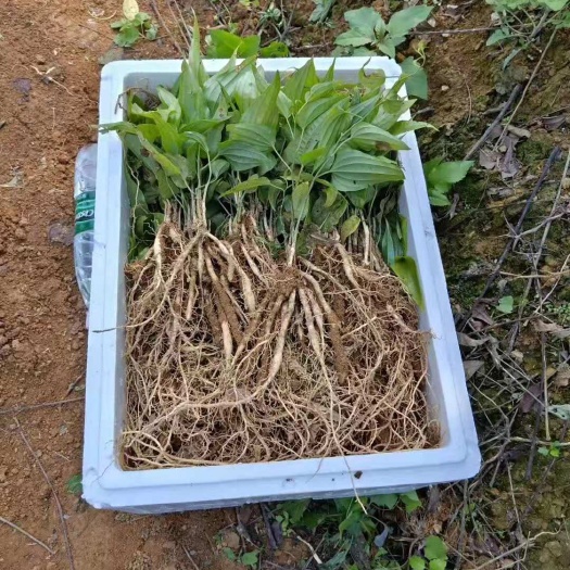 马关县红花 百部苗