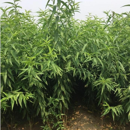 平邑县 大量供应各种规格桃树苗占地苗