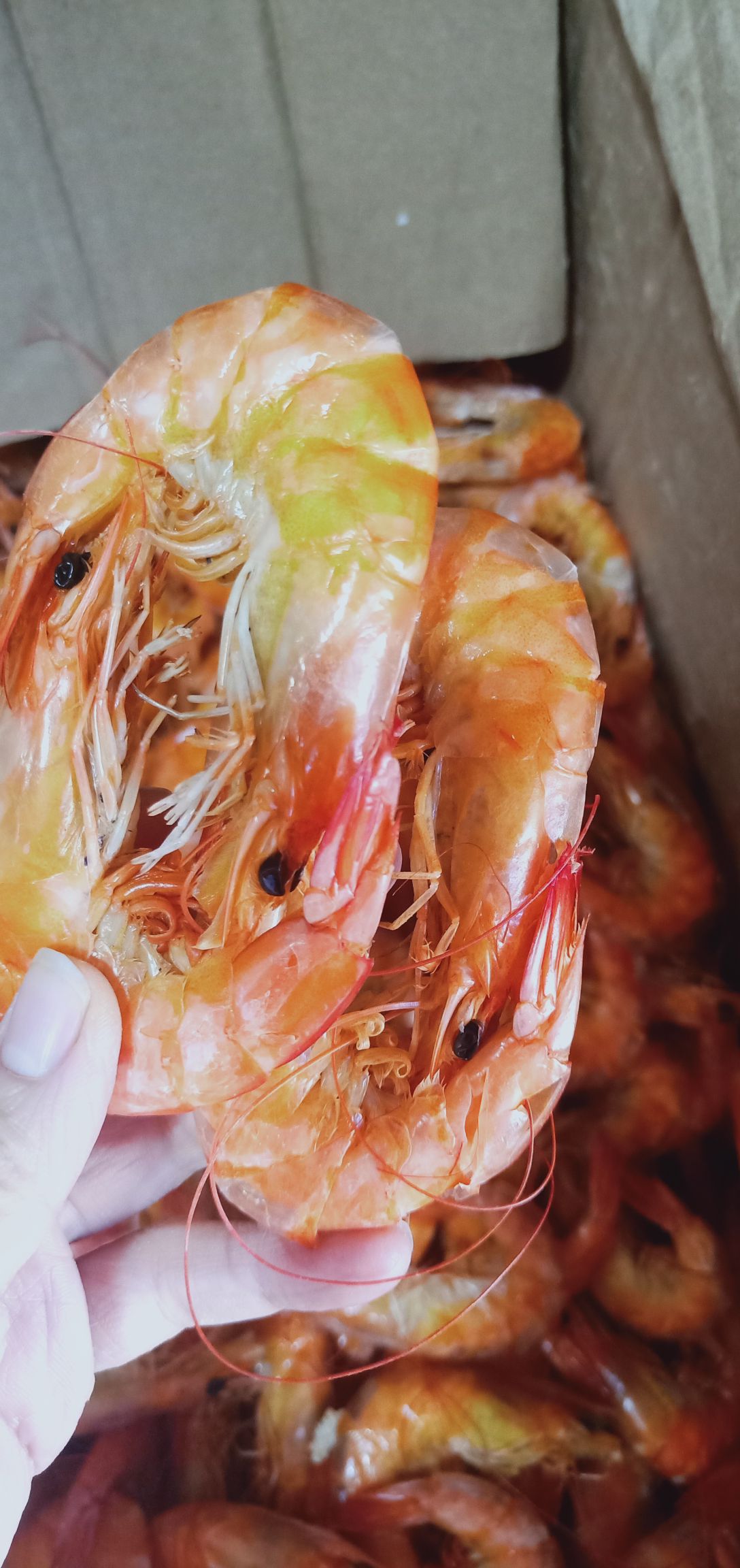 对虾干 对虾