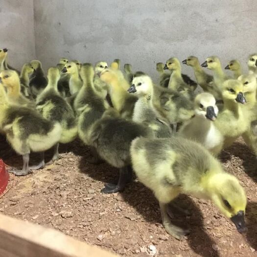 南宁 汕头狮头鹅苗大型鹅苗狮头鹅活苗雁鹅苗合浦灰鹅苗朗德鹅苗