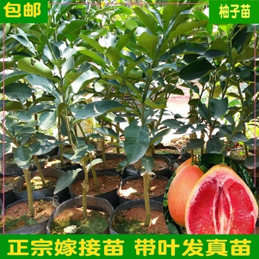 灵山县红心柚苗 三红柚子树苗红心蜜柚果树苗盆栽地栽正宗嫁接苗果树树苗苗包邮