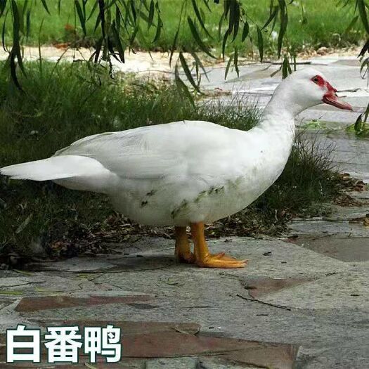 南宁 白番鸭苗，成活高，包打预苗