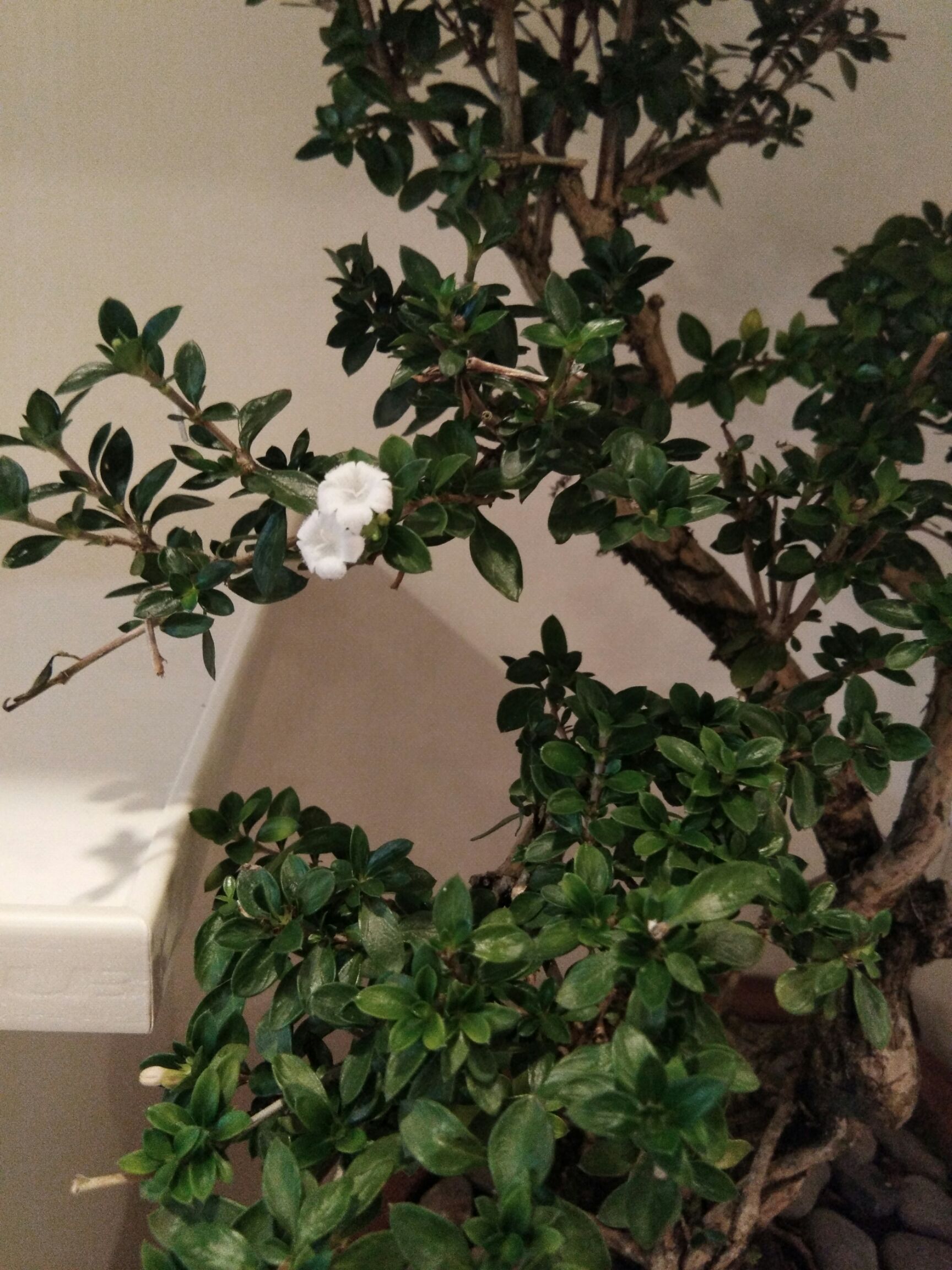 六月雪盆栽 六月雪、中华蚊母、挂果金弹子、蓝天竹各种大小盆景