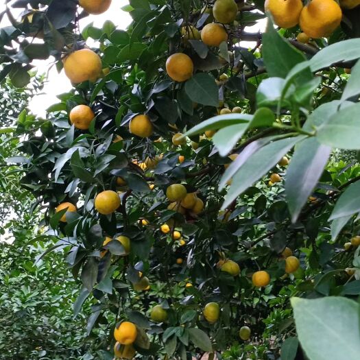 分宜县新余蜜桔 新余蜜橘，要多少有多少代办