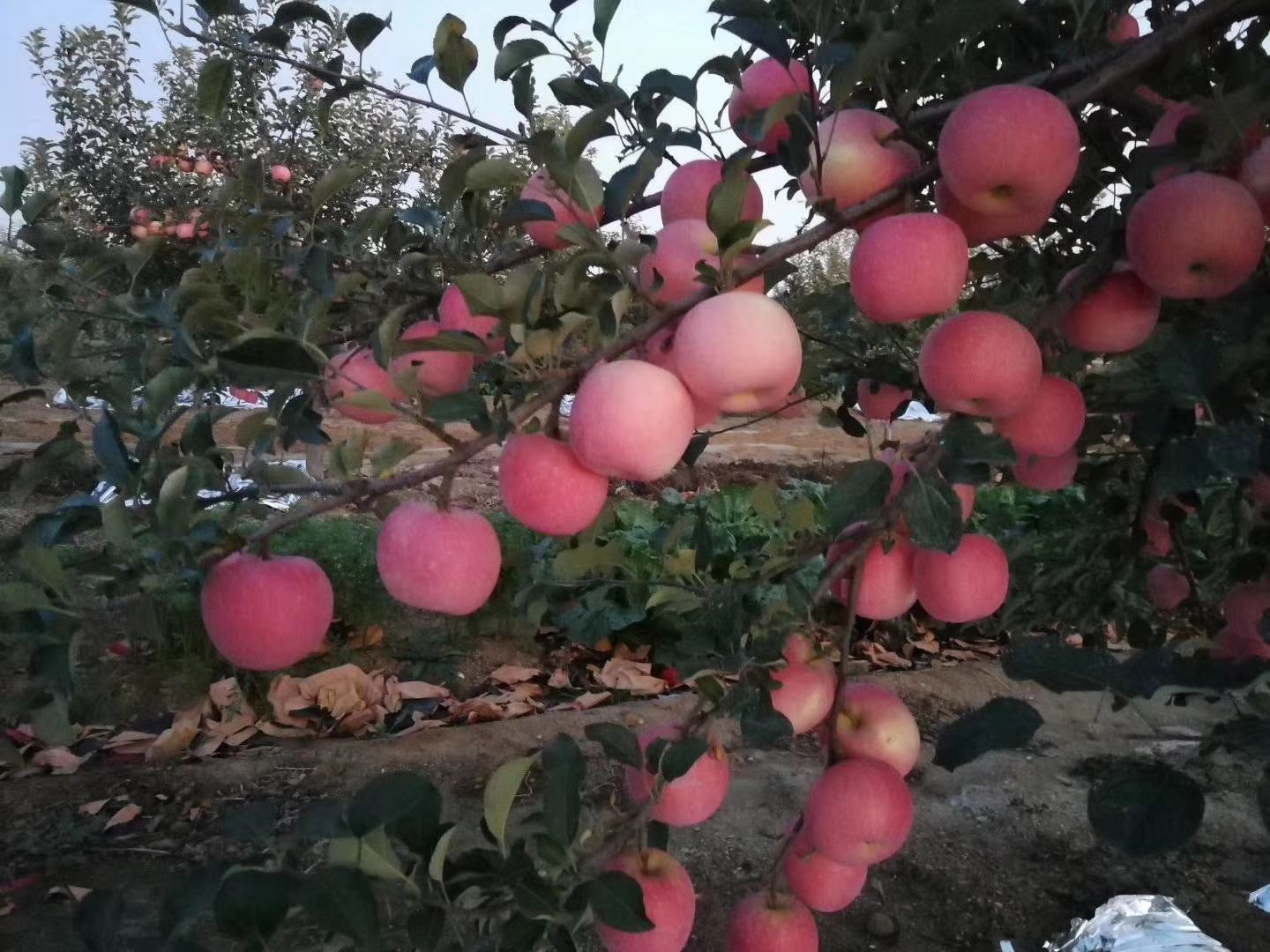  山东烟台红富士苹果